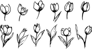 A collection of hand-drawn tulip illustrations in various styles and angles. The flowers are depicted with simple lines and minimal detail, showcasing their unique shapes and forms. vector