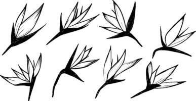 A collection of hand-drawn flower illustrations featuring various styles of petals and stems. The designs are simple and elegant, showcasing the beauty of floral elements. vector