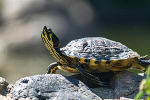 a close up image of a turtle sunbathing on a rock at a park in Marbella photo