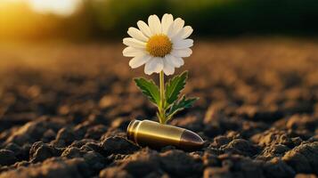 Single white daisy flower grows near bullet casing on ground with warm sunset in background photo
