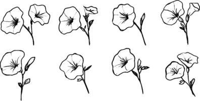 A collection of hand-drawn illustrations of petunia flowers, showcasing various angles and arrangements. The flowers are outlined in black with simple details, set against a white background. vector