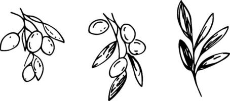 Three hand-drawn illustrations of olive branches with olives. The first shows a cluster of olives, the second features a branch with multiple olives, and the third displays a simple olive leaf design. vector
