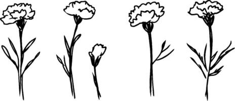 A series of four hand-drawn carnation flowers in various stages of bloom, showcasing their delicate petals and slender stems with leaves. vector