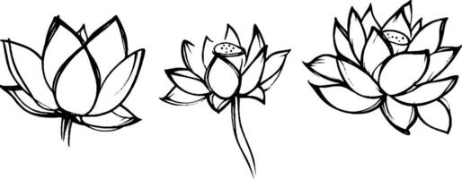 Three hand-drawn lotus flowers in various styles, showcasing their unique shapes and details. The flowers are outlined with bold lines, emphasizing their petals and central features. vector