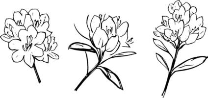 Three hand-drawn sketches of flowers, showcasing different angles and details. Each flower has multiple petals and leaves, emphasizing their natural beauty. vector