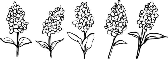 A series of five hand-drawn illustrations of flowers, showcasing different stages or varieties. Each flower has a distinct shape and arrangement, with leaves at the base. vector