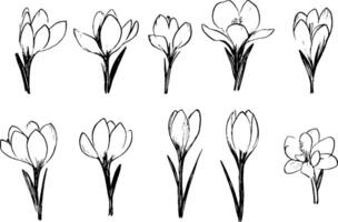 A collection of hand-drawn crocus flowers in various stages of bloom, showcasing their delicate petals and slender green stems. vector