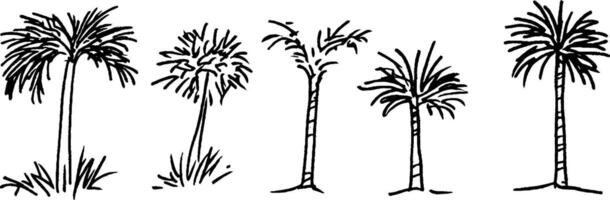 A collection of five hand-drawn palm trees, varying in height and style. Each tree features a distinct crown of leaves and a slender trunk, showcasing artistic interpretations of tropical flora. vector