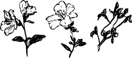 Three hand-drawn illustrations of flowers with leaves, showcasing different stages of bloom. The style is simple and artistic, emphasizing the delicate nature of the flowers. vector
