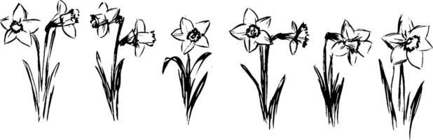 A series of hand-drawn daffodil flowers in various stages of bloom, showcasing their distinct trumpet-shaped petals and slender green stems. vector
