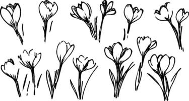 A collection of hand-drawn crocus flowers in various stages of bloom. The illustrations feature delicate petals and slender stems, showcasing the beauty of spring flowers. vector