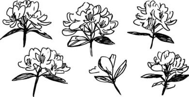 A collection of six hand-drawn sketches of flowers, showcasing different angles and details of the blooms and leaves. vector