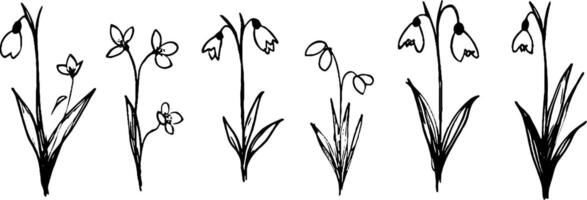 A collection of hand-drawn illustrations of various flowers, including snowdrops and other delicate blooms, showcasing their unique shapes and details. vector