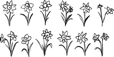 A collection of hand-drawn daffodil flowers in various styles and positions, showcasing their distinct petals and leaves. The illustrations are simple and artistic, suitable for floral designs. vector