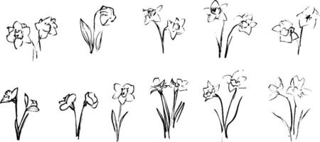 A collection of hand-drawn sketches of various flowers, showcasing different styles and perspectives. The flowers include daffodils and tulips, with simple lines and minimal detail. vector