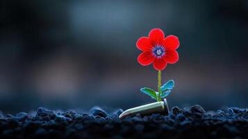 Red flower near bullet casing in dark soil, with copy space photo
