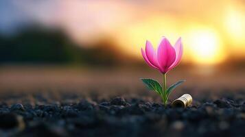 Single pink flower near bullet casing in dark soil, with copy space photo