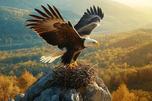 Majestic Bald Eagle Landing on a Cliffside Nest with Wide Wingspan photo
