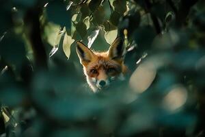 Curious Red Fox Peeking from Behind Lush Greenery photo
