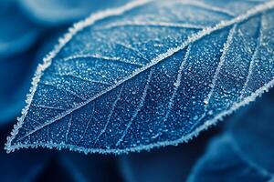 Frozen Leaf with Ice Crystals on the Edges Close Up photo