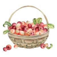 Lingonberry cranberry with leaves in weaved basket, heap of ripe picked forest berry harvest hand drawn in watercolor. Isolated illustration for home preserves, cafe menu, recipe book, farmers market vector