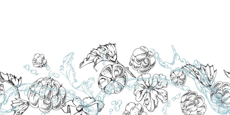 Cloudberry raspberry flying in water splashes waves drops, hand drawn ink, ripe line forest berry and leaves. Seamless banner illustration for restaurant, cafe menu, wedding, farmers market