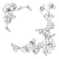 Cloudberry raspberry with white flowers, hand drawn ink, ripe Scandinavian forest berry bunch on stems. Isolated botanical garland frame illustration. Restaurant, cafe menu, farmers market vector