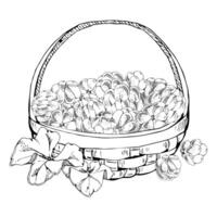 Cloudberry raspberry with leaves in weaved basket, hand drawn ink, heap of line ripe picked forest berry harvest. Isolated illustration for restaurant, cafe menu, recipe book, farmers market vector