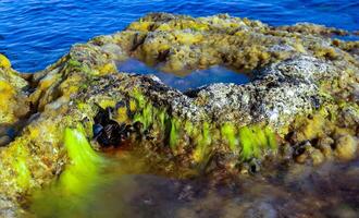 Green algae of ladophora sp. on stones near the shore in the western Crimea photo