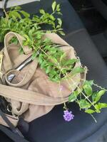 violet flower on bag photo