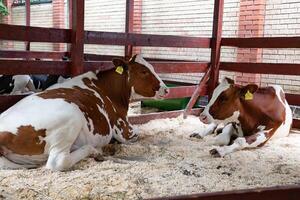 Healthy dairy cows are fed fodder standing in a row of stables in the barn of a livestock farm, and a worker adds fodder to the animals on a blurred background. The concept of farming business and ani photo