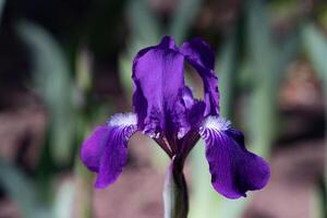 Spring flower iris blooming on black background. photo