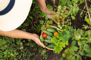 A scene of a cucumber harvest, featuring a straw hat, a brimming basket, and a tangle photo