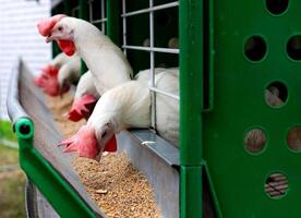 Breeding roosters and hens for meat feed inside the breeding area of a poultry farm, in Brazil. Brazilian poultry production is one of the most respected poultry industries in the world. photo