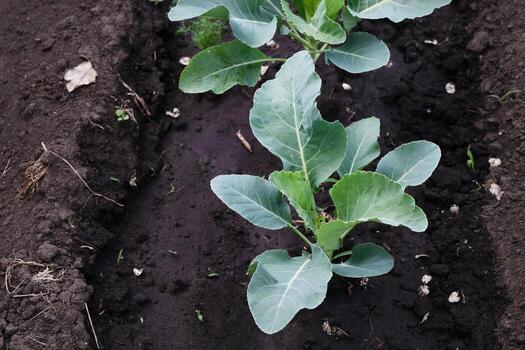 Cabbage sprout growing in soil., Selective Focus, macro shot, view from above. Growing cabbage, planting, seedling in vegetable garden photo