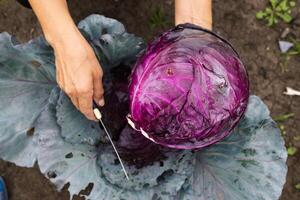 Red cabbage farm and farmer on a sunny day. photo