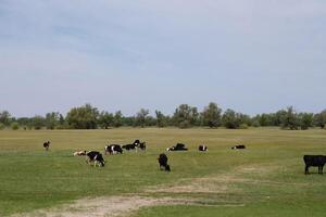 Herd of cows at summer beautiful green field photo