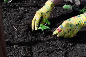 Female hands in gardening gloves hold cucumber seedlings, space for text photo