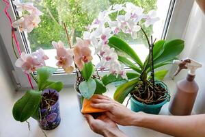 Caring for orchids in the winter of houseplants. photo