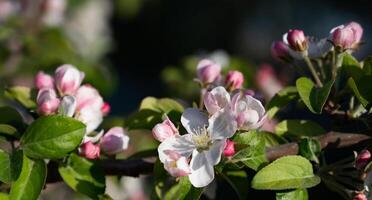 Apple tree in spring against blue sky on a Sunny day close-up macro in nature outdoors. photo