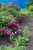 Red Peony albiflora on a beautiful dy. Paeonia officinalis Command Performance in the garden photo