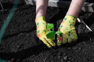 Female hands in gardening gloves hold cucumber seedlings before planting in the soil, space for text photo