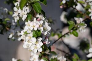 blooming Apple tree in spring against blue sky photo