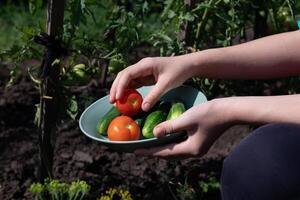 hands harvesting fresh organic tomatoes in her garden on a sunny day. Farmer Picking Tomatoes. Vegetable Growing. Gardening concept photo