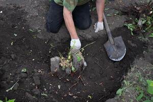 Tree stump removal. Man shakes earth from roots photo