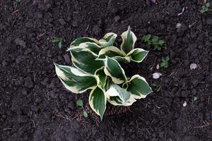 Beautiful Hosta leaves background. Hosta for landscaping park and garden design. Large lush green leaves with streaks. Veins of the leaf. photo