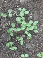 Small green seedlings sprouting from dark soil, symbolizing new growth and life. The fresh leaves contrast with the earthy ground, creating a natural and vibrant scene. photo