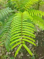 A vibrant green fern with delicate, symmetrical leaflets spreads in a lush environment. Its bright color and intricate pattern highlight the beauty of nature and plant diversity. photo