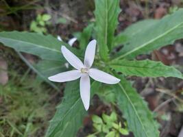 Hippobroma longiflora is known as Kitolod flower. The flowers are star shaped with five petals. It is known as a traditional medicinal plant that has various properties, especially for eye problems. photo