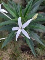 Hippobroma longiflora is known as Kitolod flower. The flowers are star-shaped with five petals. It is known as a traditional medicinal plant that has various properties, especially for eye problems. photo